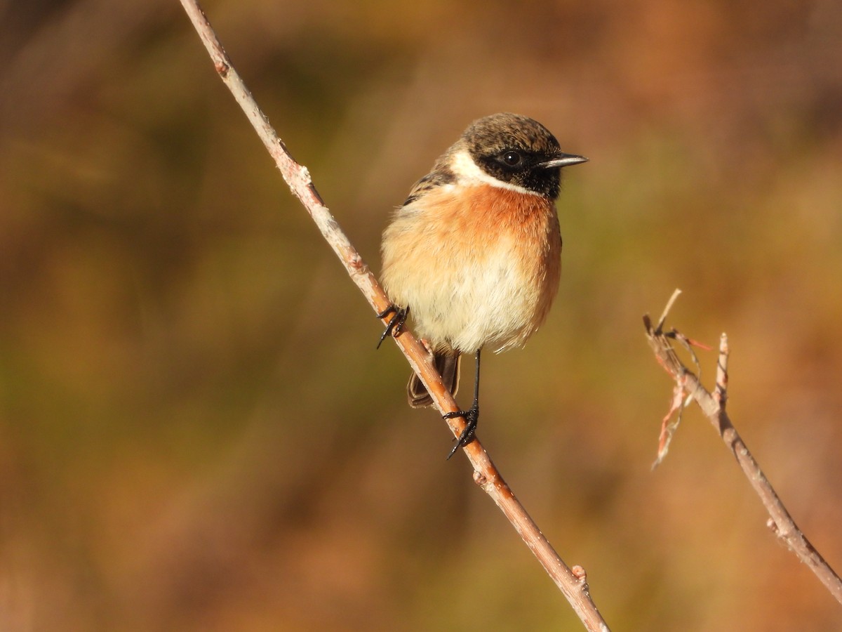 European Stonechat - ML646250558