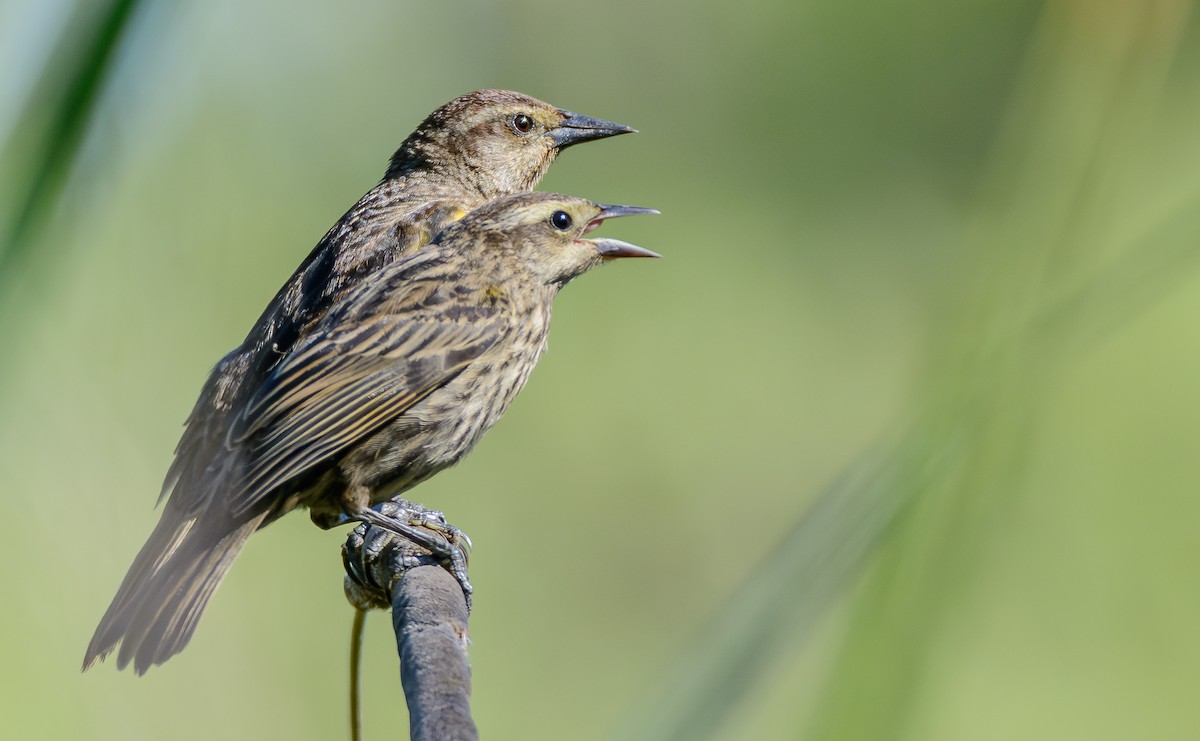 Yellow-winged Blackbird - ML646250562