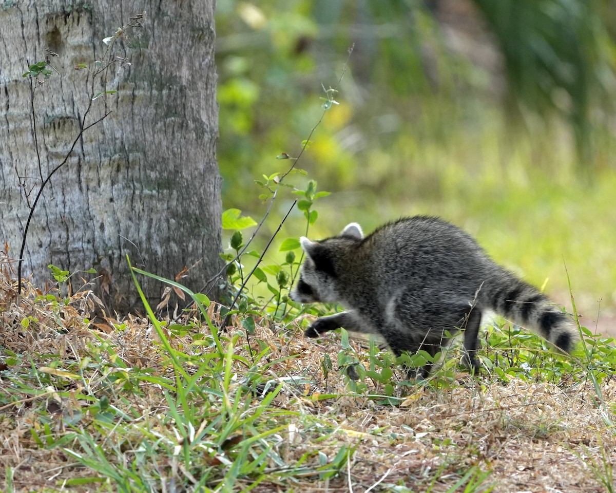 Procione - ML646250570