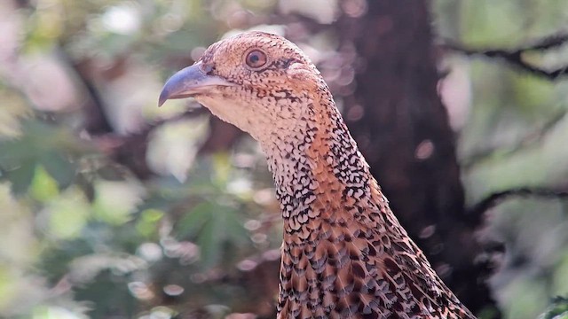 Gray-winged Francolin - ML646250573