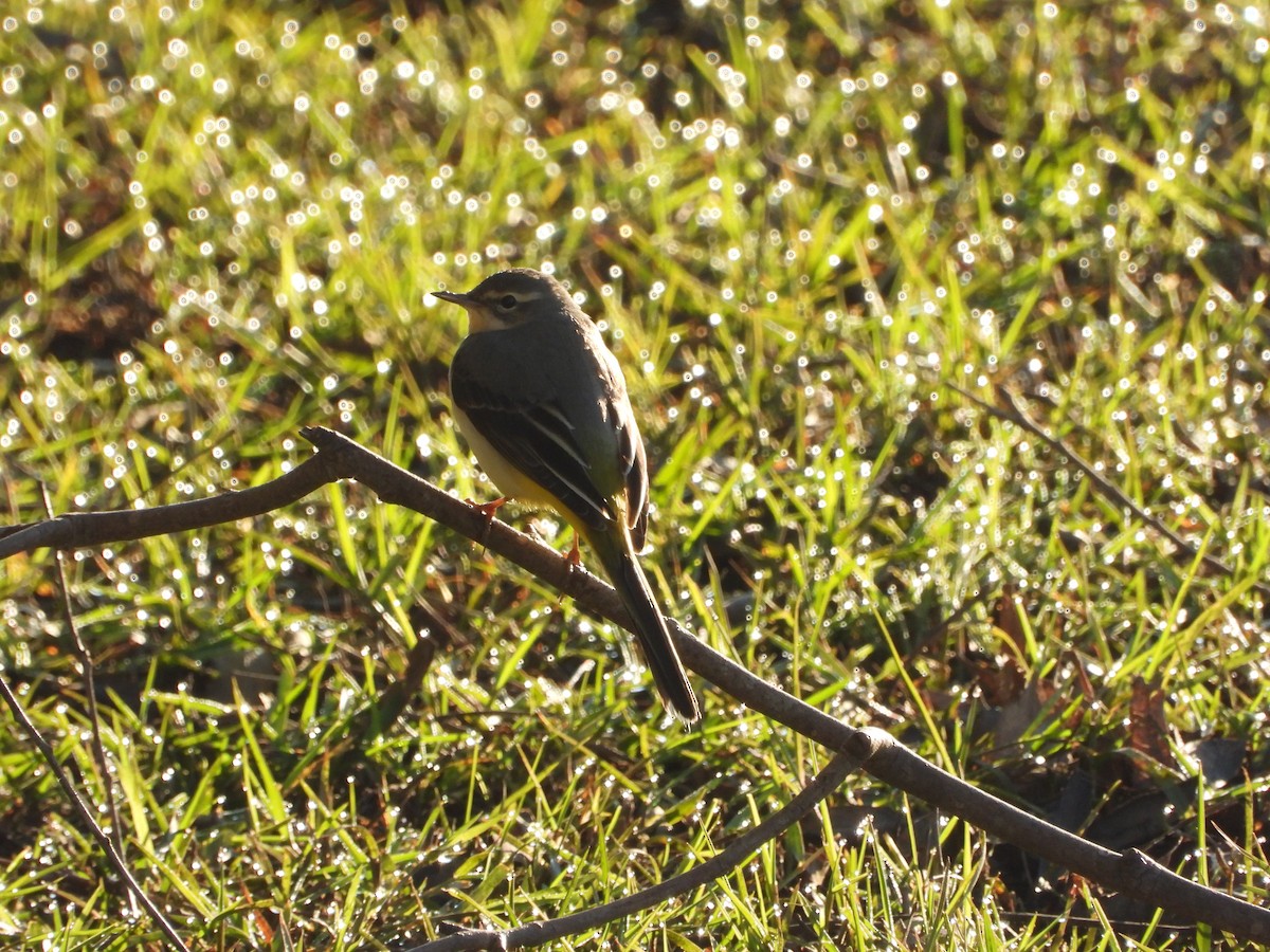 キセキレイ - ML646250574