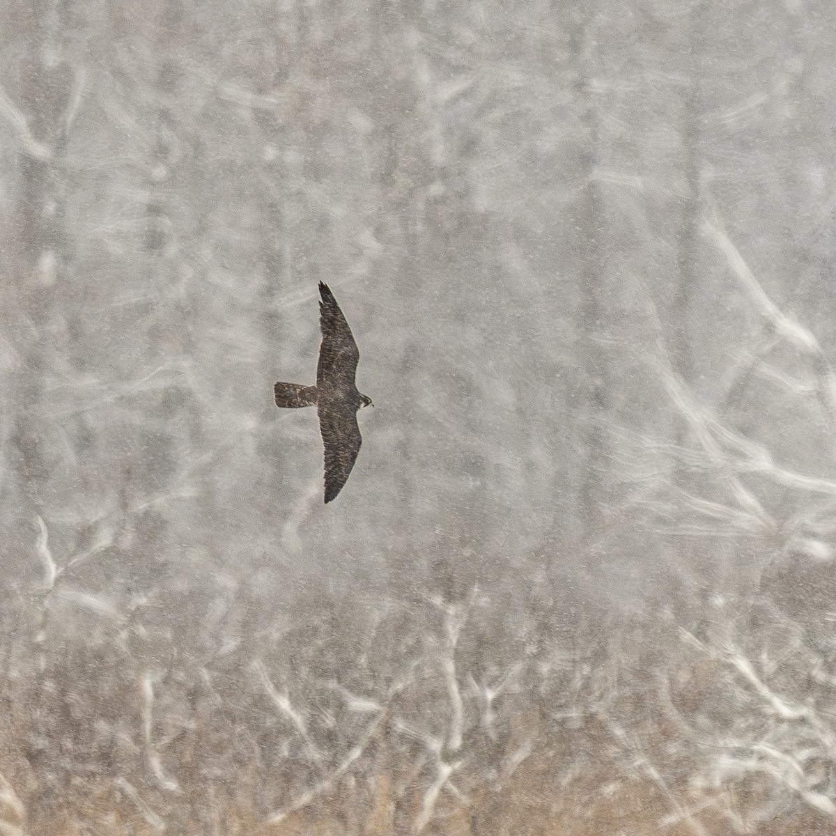 Peregrine Falcon - ML646250579