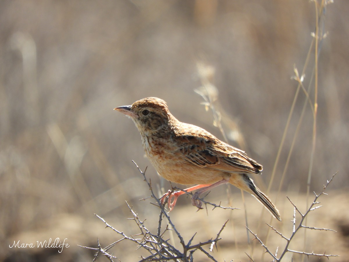 klippeørn - ML646250580