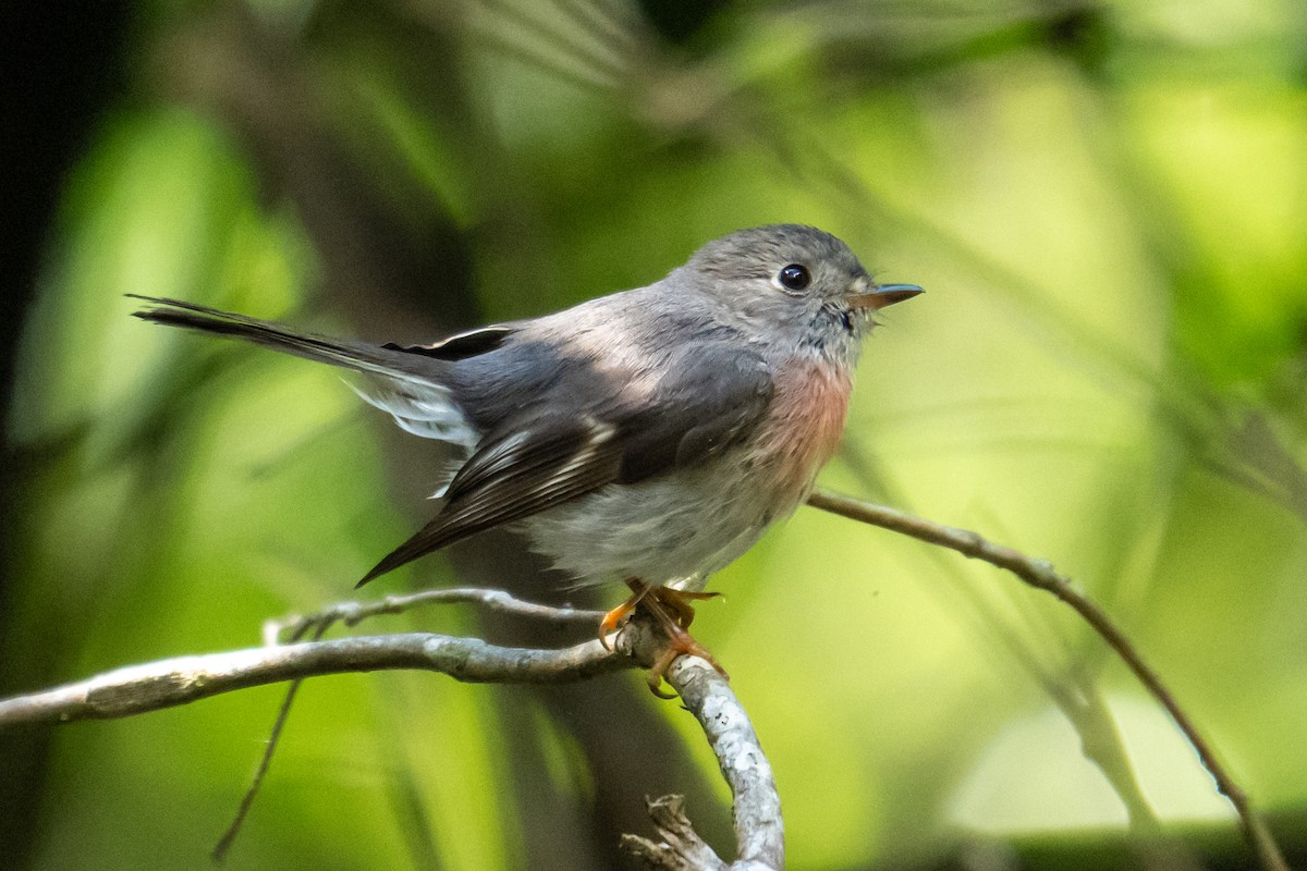 rosenflueskvett - ML646250581