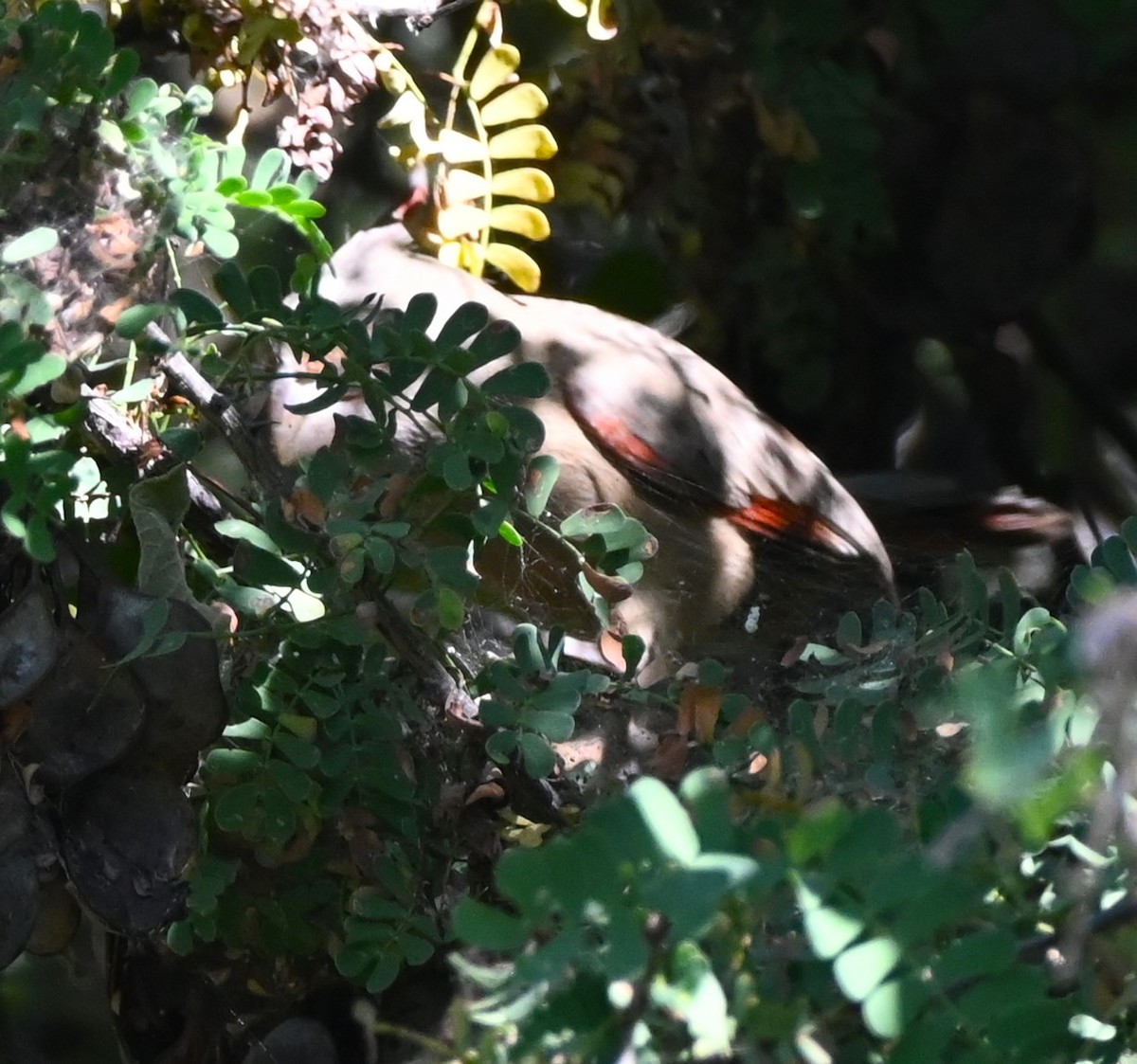 ørkenkardinal - ML646250584