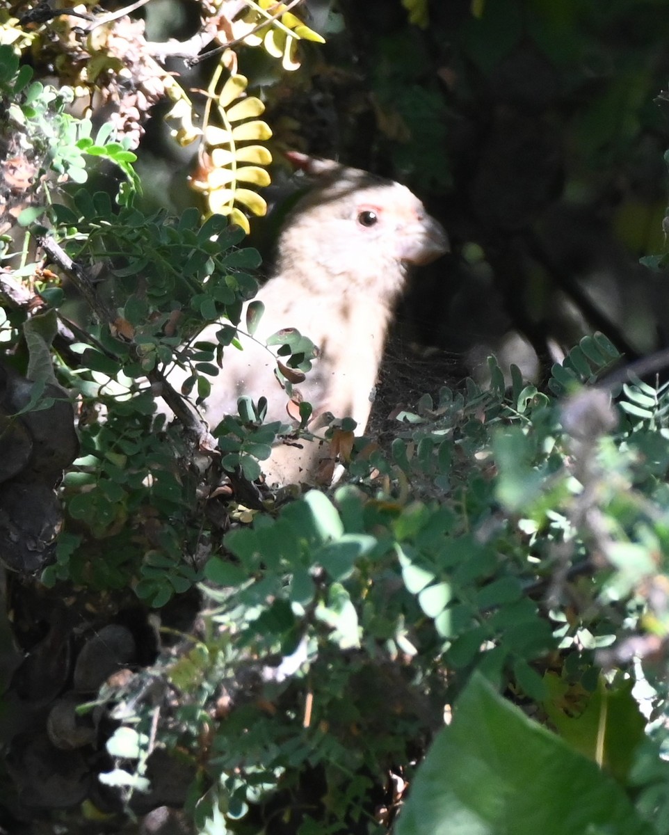 ørkenkardinal - ML646250585