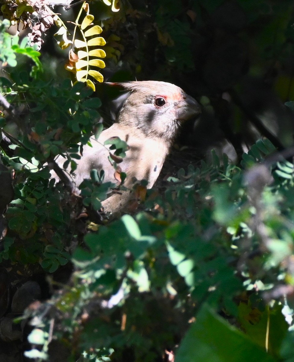 ørkenkardinal - ML646250586