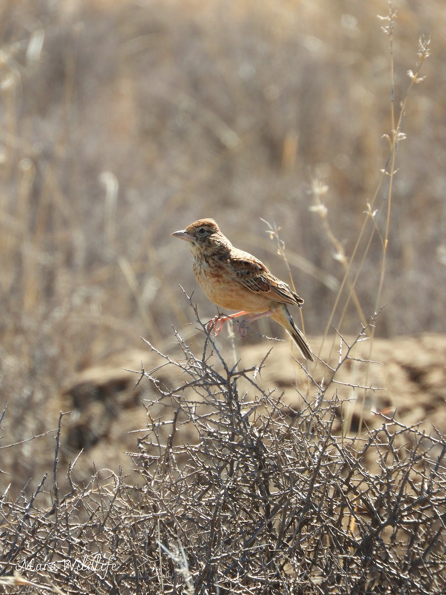 kalaharilerke - ML646250589