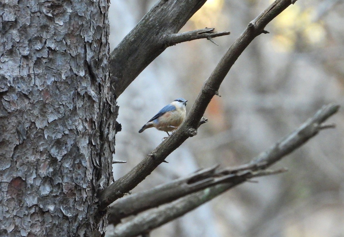 spettmeis - ML646250591