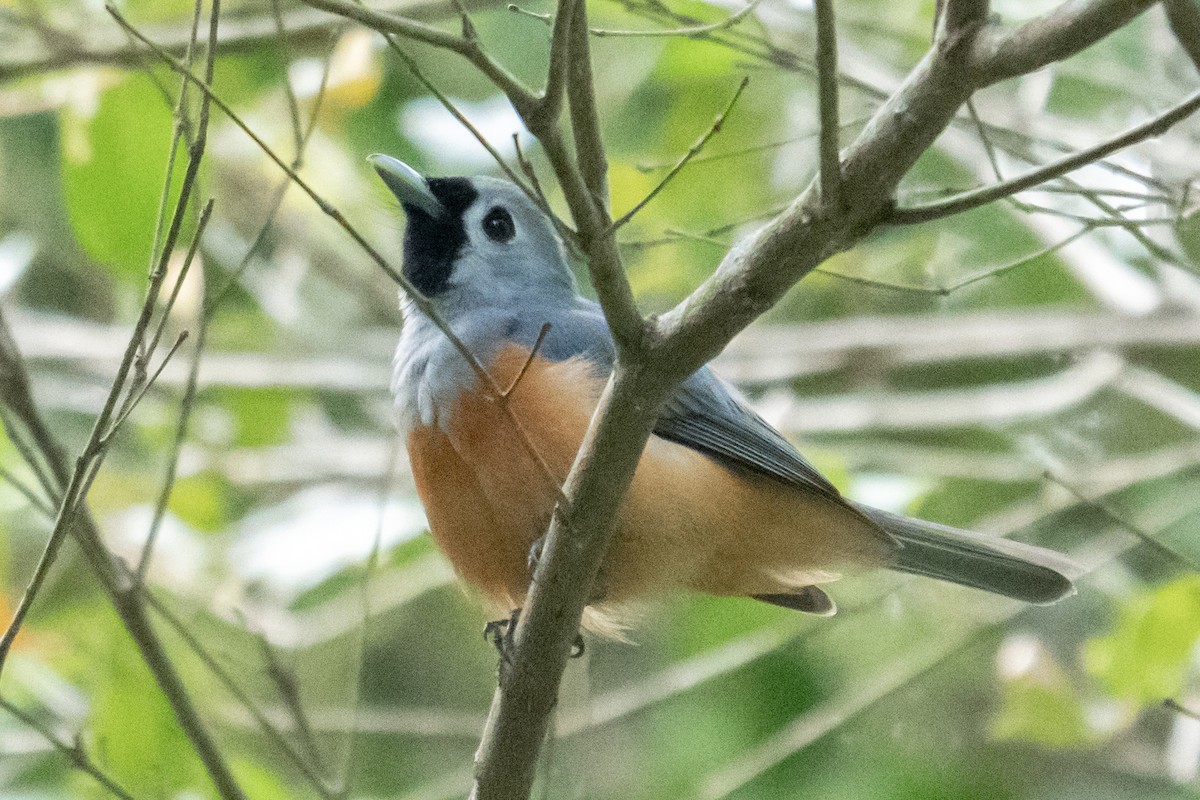 svartmaskemonark - ML646250592