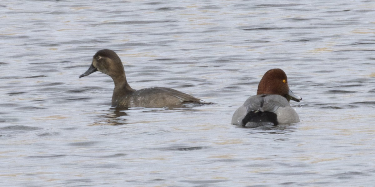 kobberhodeand - ML646250593