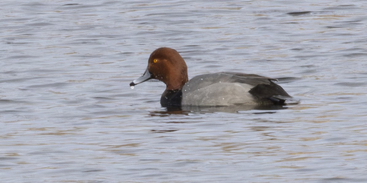 kobberhodeand - ML646250594