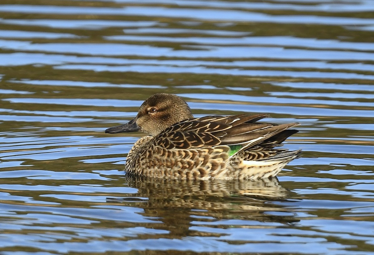 krikkand - ML646250595