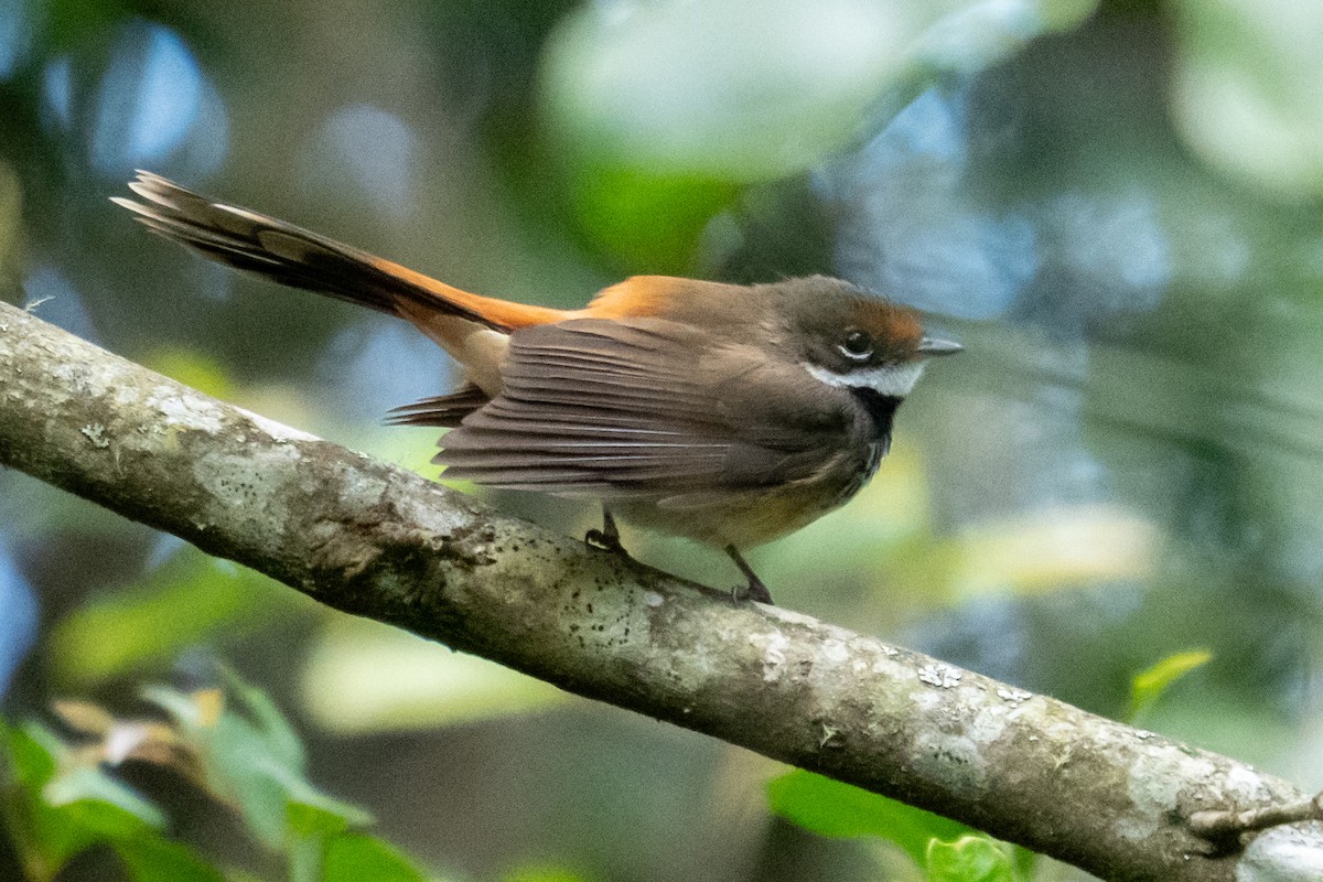 rustgumpviftestjert - ML646250596