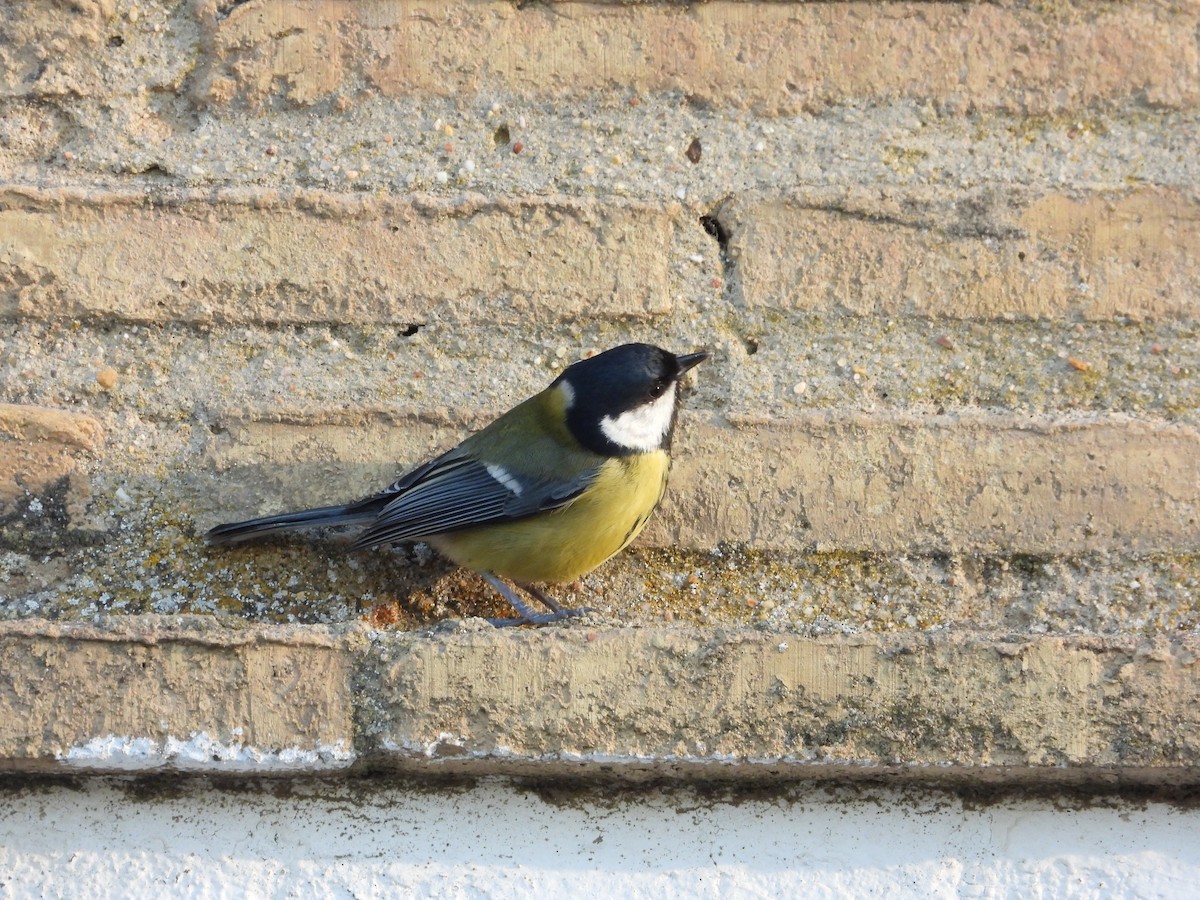 kjøttmeis - ML646250598