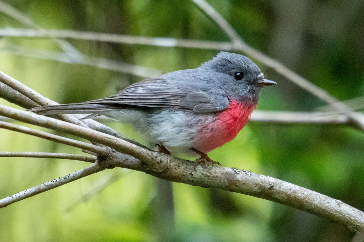 rosenflueskvett - ML646250599