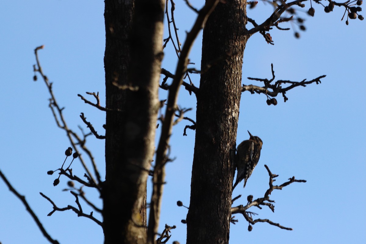 kanadasevjespett - ML646250603