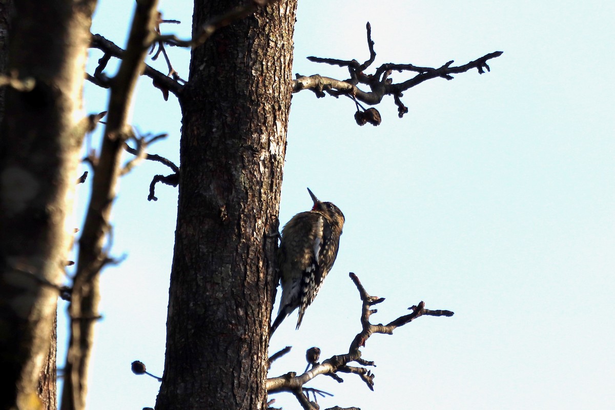 kanadasevjespett - ML646250604