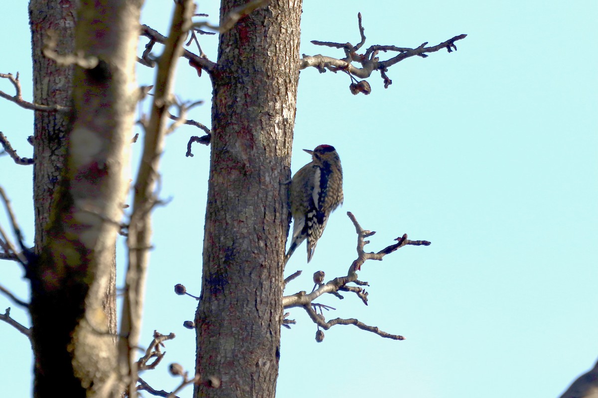 kanadasevjespett - ML646250605