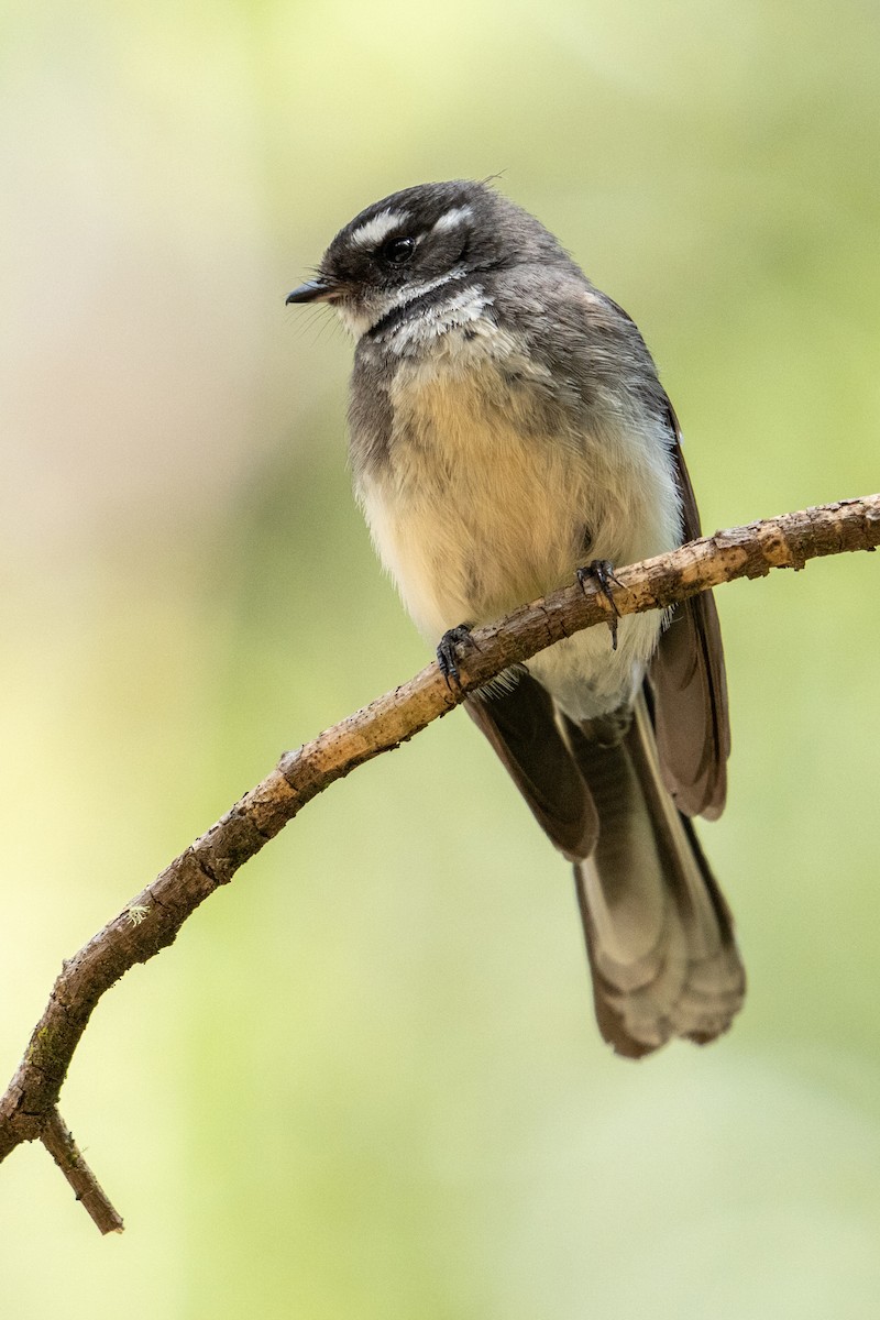 gråviftestjert - ML646250606