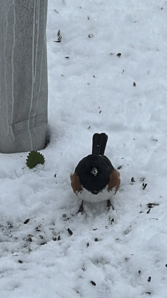 Eastern Towhee - ML646250608