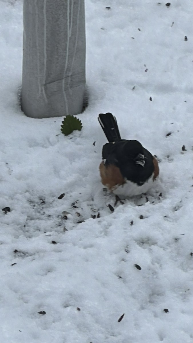 Eastern Towhee - ML646250609