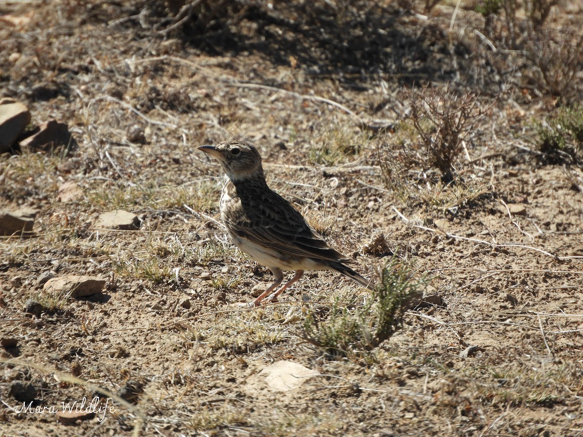 tykknebbtopplerke - ML646250610