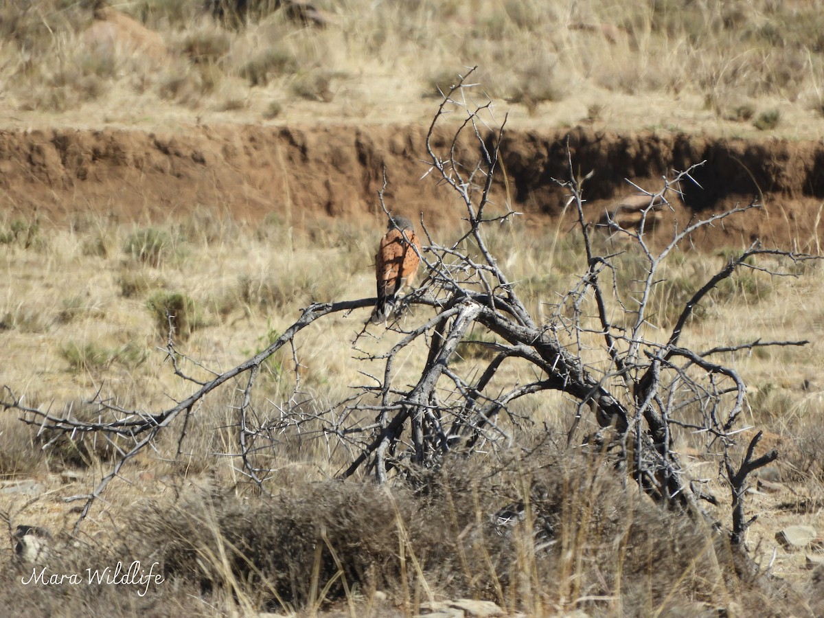 klippefalk - ML646250613