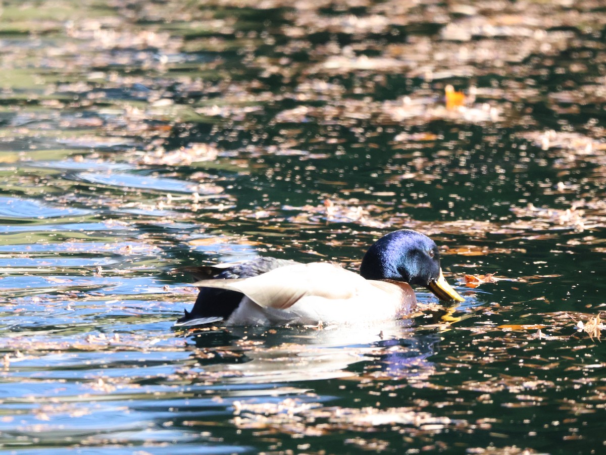 stokkand - ML646250617