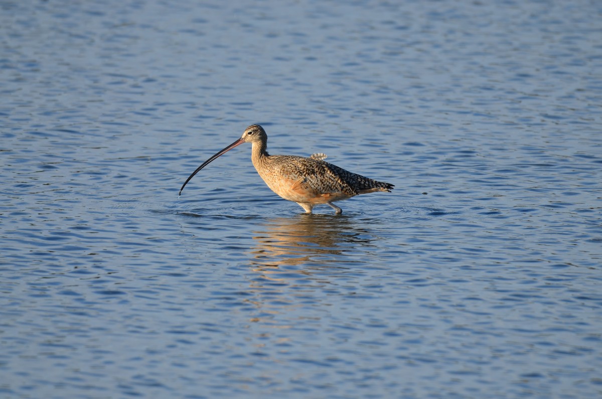 langnebbspove - ML646250618