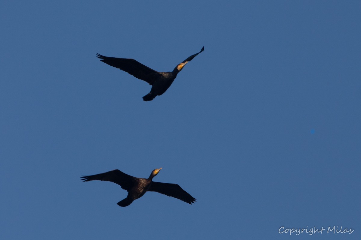 storskarv - ML646250619