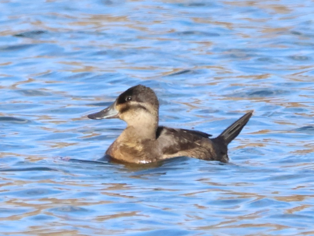 kobberand - ML646250620