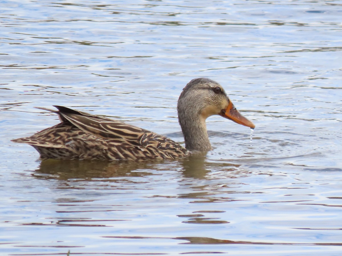 Mallard/Mottled Duck - ML646250623