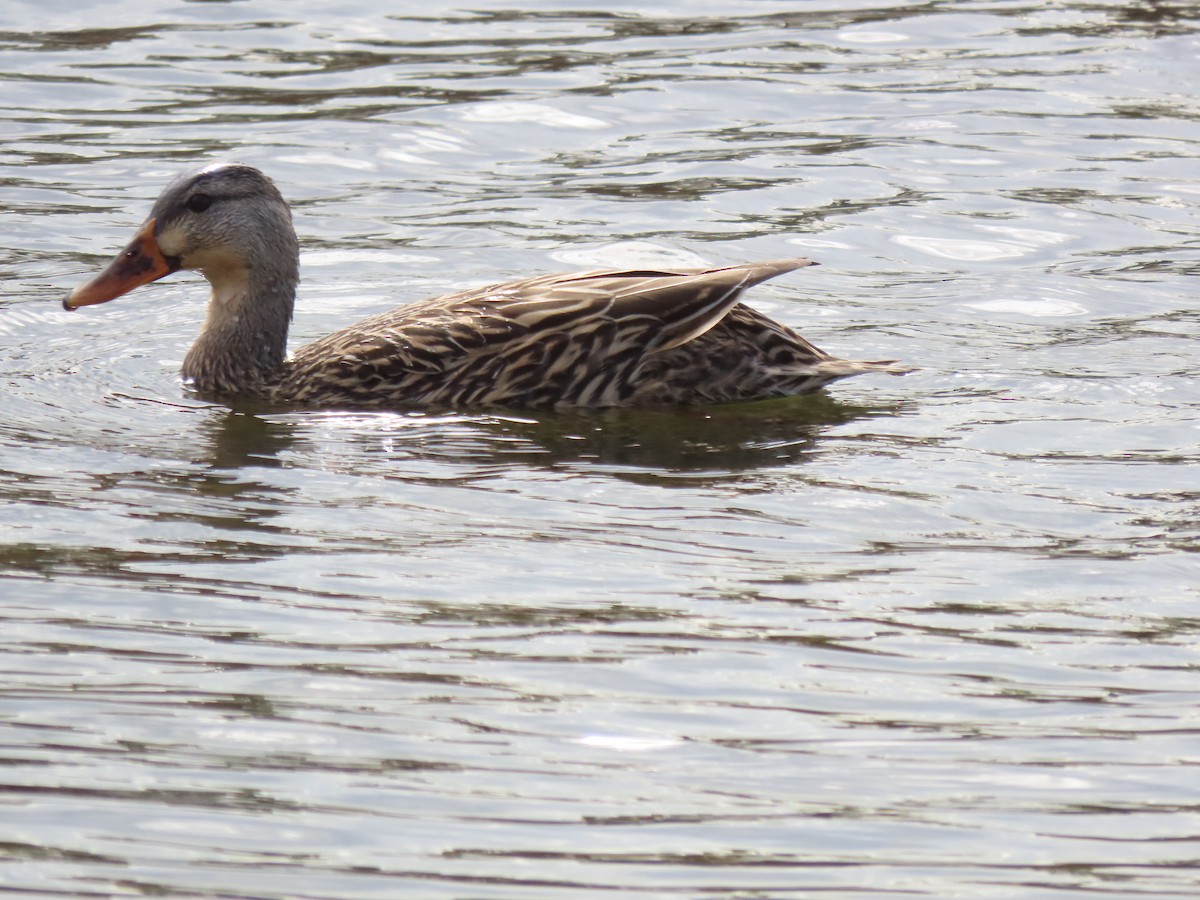 Mallard/Mottled Duck - ML646250624