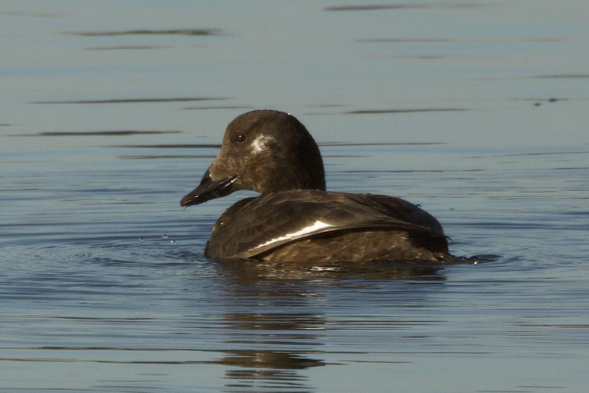 White-winged Scoter - ML646250625
