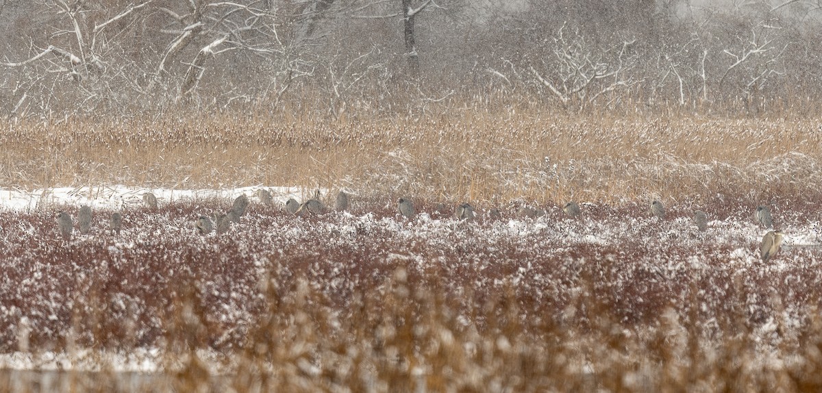 Great Blue Heron - ML646250626