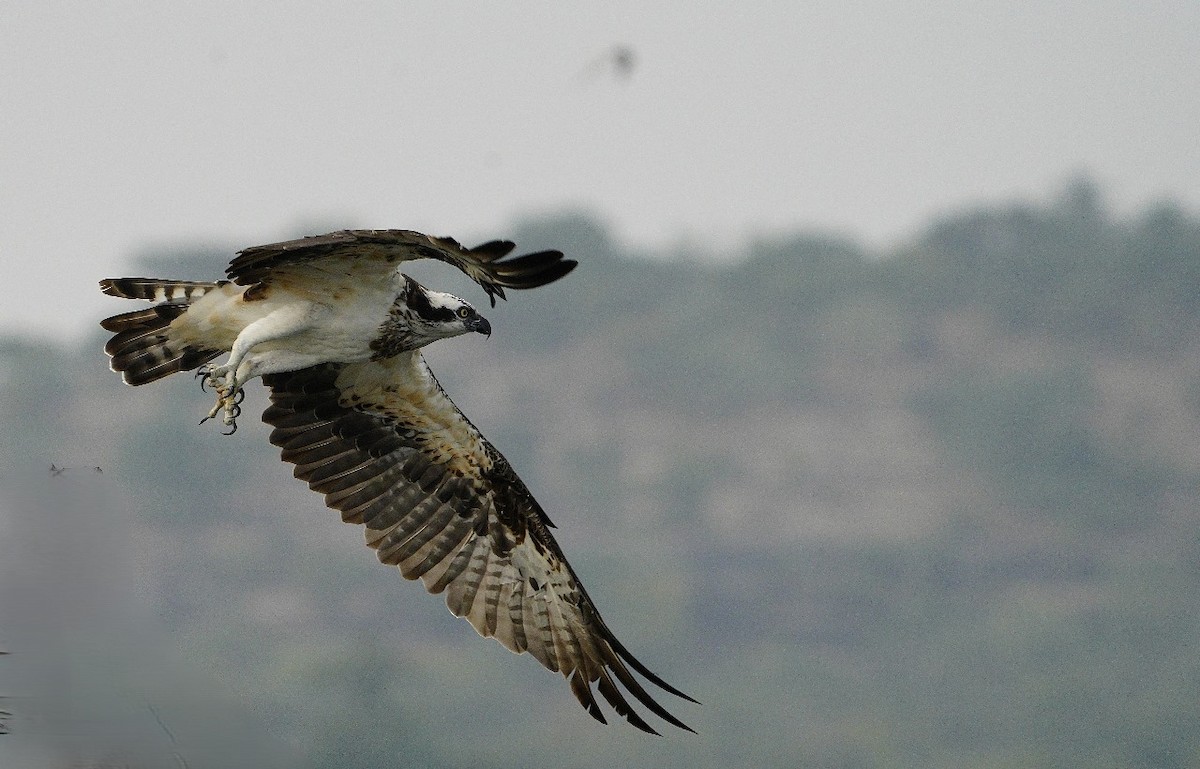 Osprey - ML646250635