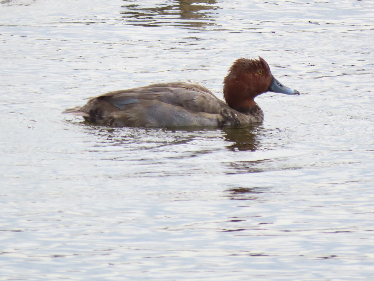 Redhead - ML646250638