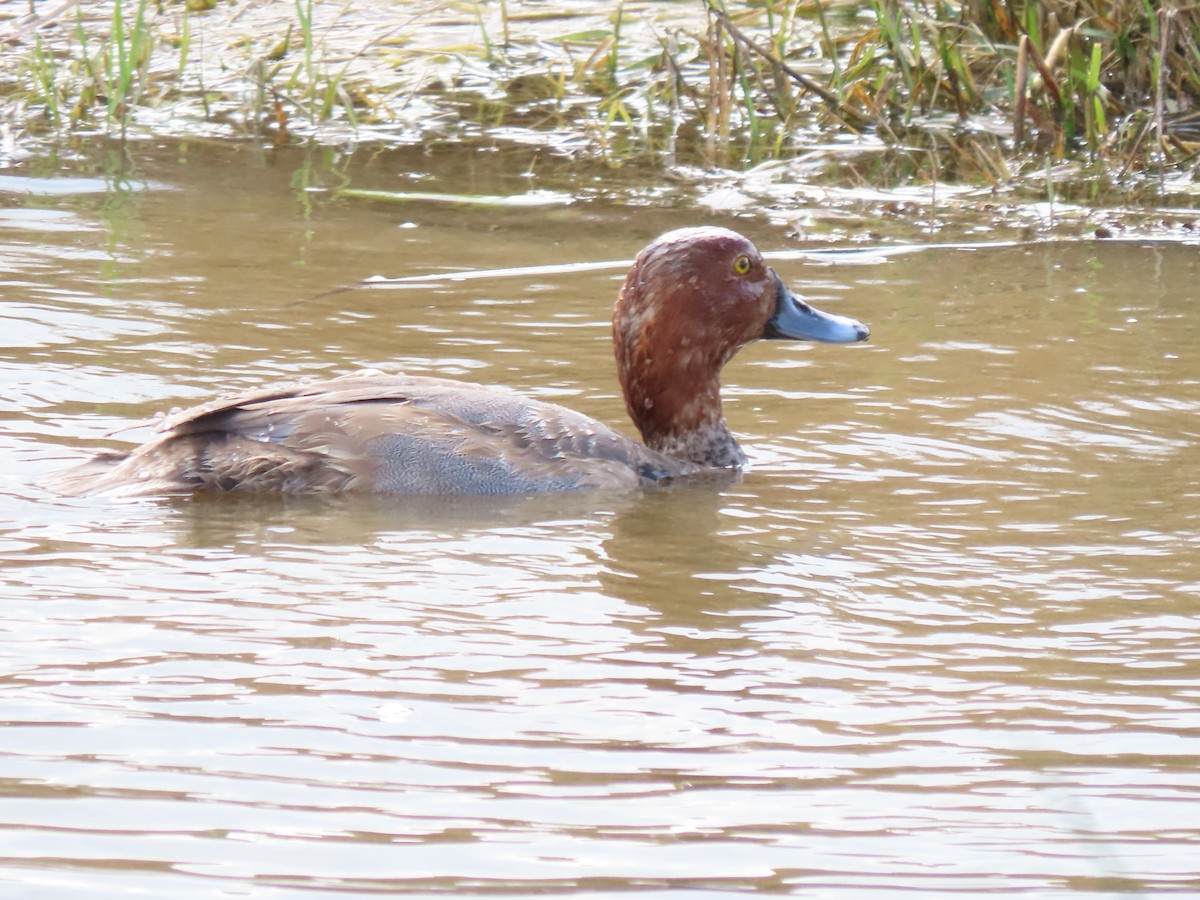 Redhead - ML646250639