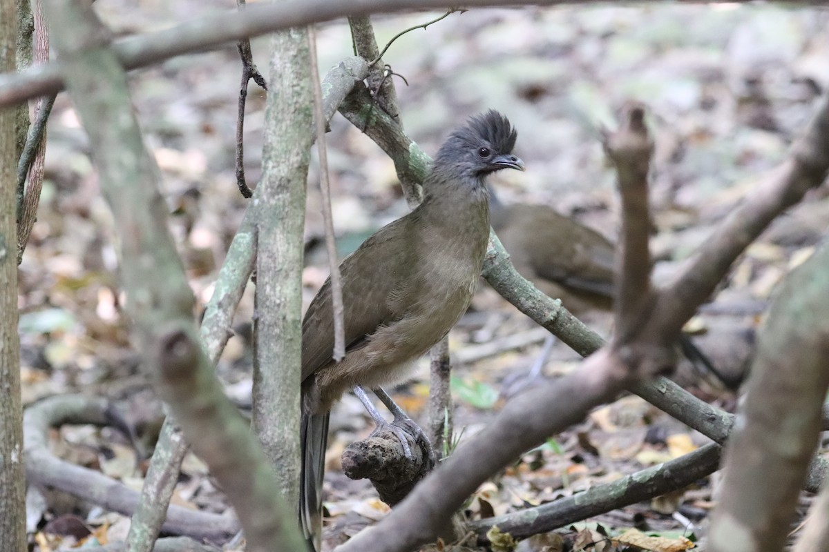 Plain Chachalaca - ML646250640