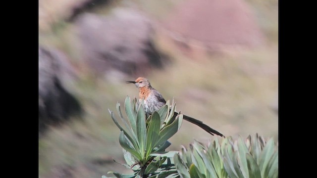 Цукролюб рудоволий - ML646250641