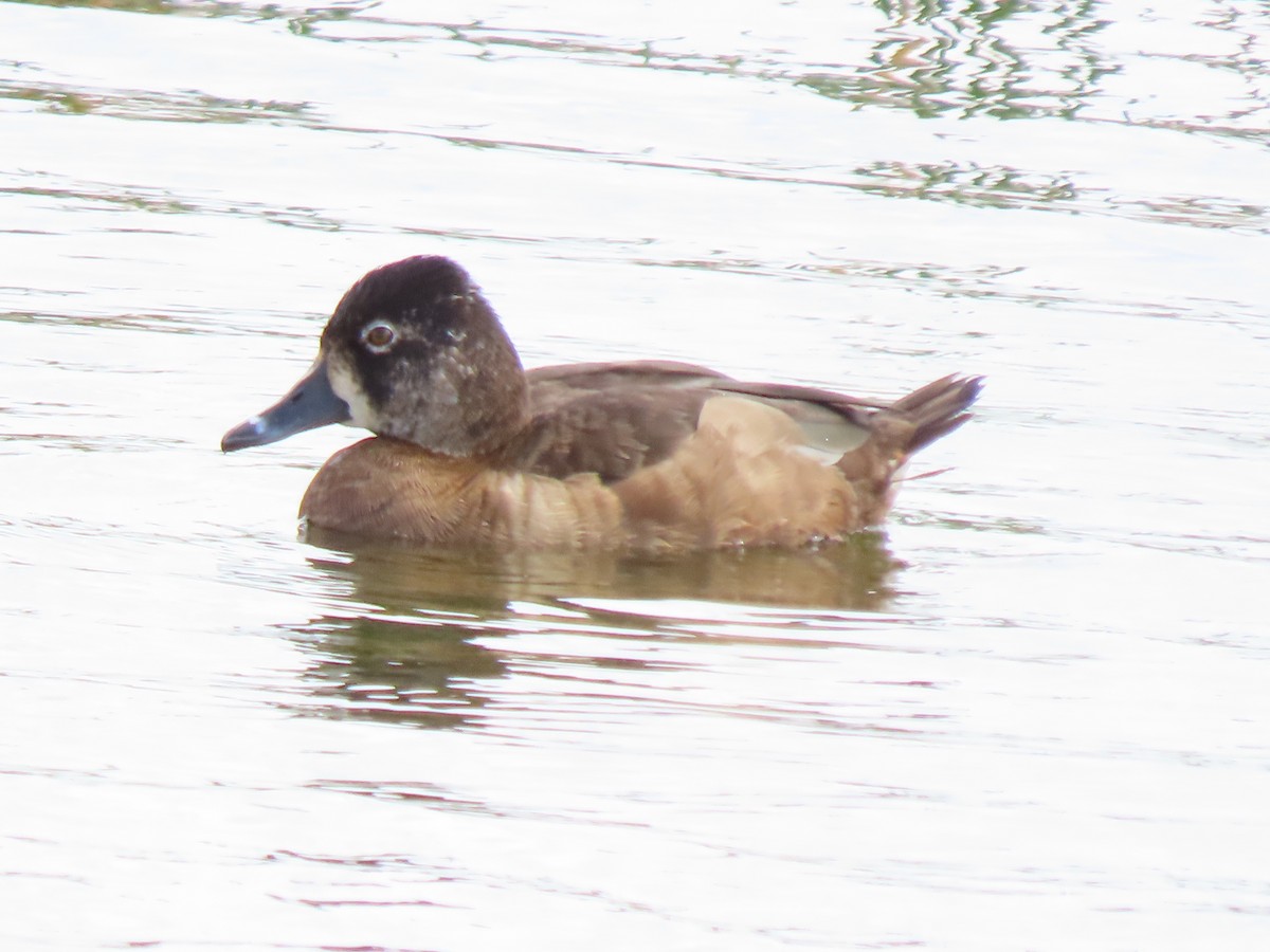 Ring-necked Duck - ML646250649