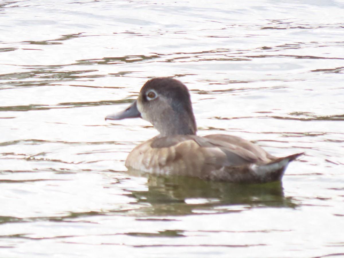 Ring-necked Duck - ML646250650