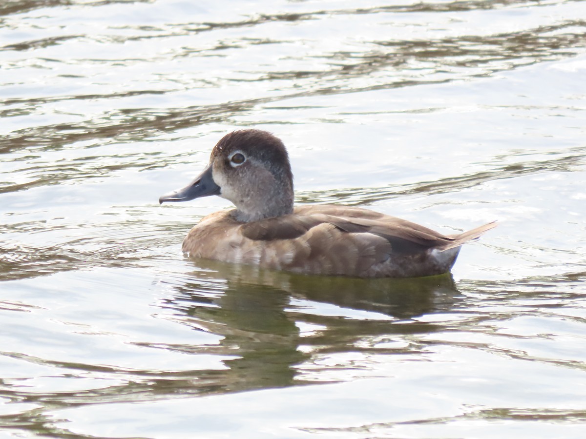 Ring-necked Duck - ML646250651