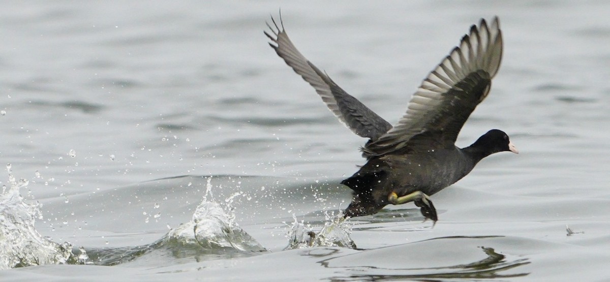 Eurasian Coot - ML646250652