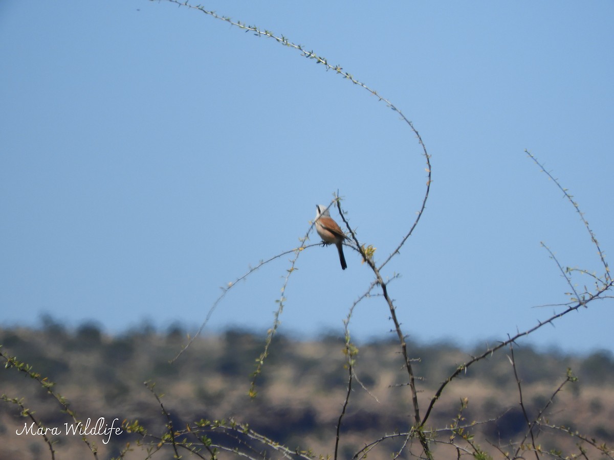 Сорокопуд терновий - ML646250655