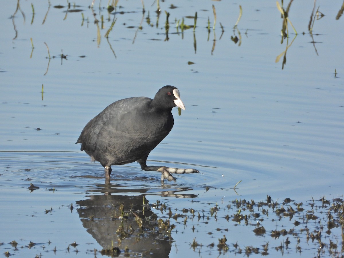 Лиска звичайна - ML646250656