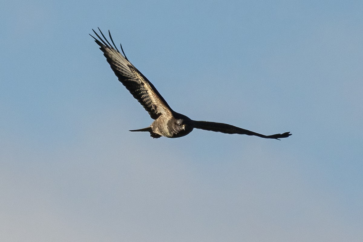 Канюк звичайний - ML646250659