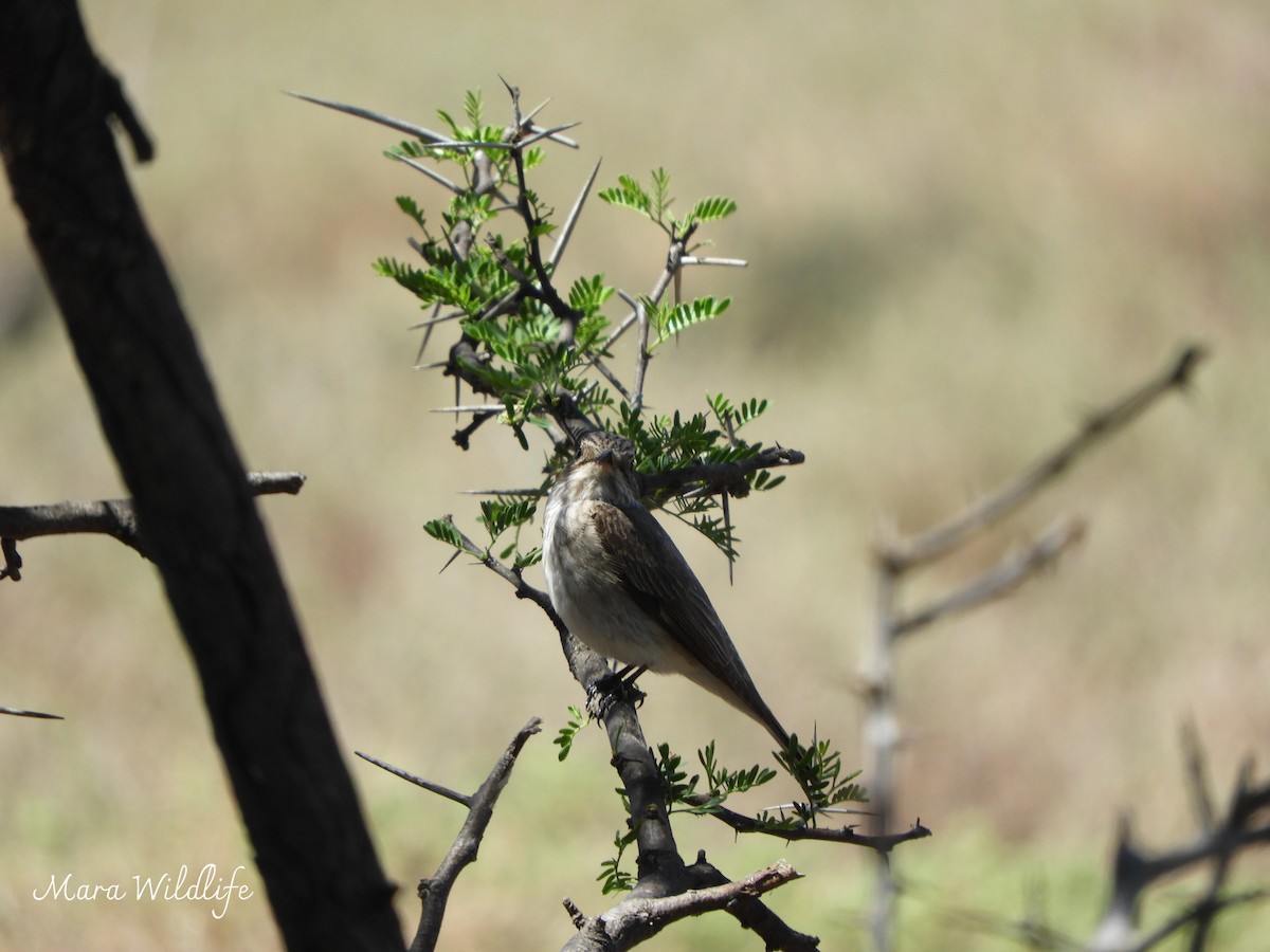 Мухоловка сіра - ML646250660