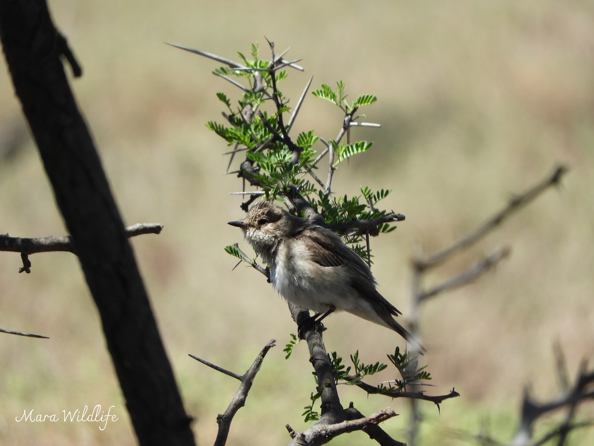 Мухоловка сіра - ML646250661